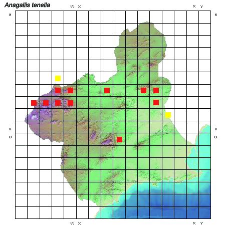 Distribución de Anagallis tenella en la Región de Murcia
