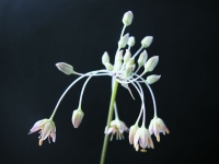 Allium chrysonemum
