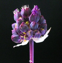 Allium melananthum