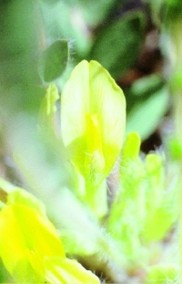 Astragalus cavanillesii