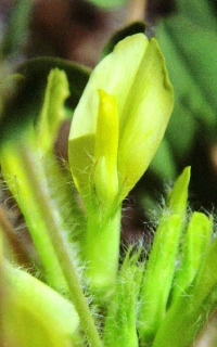 Astragalus cavanillesii