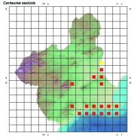 Distribución de Centaurea saxicola en la Región de Murcia
