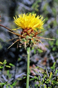 Centaurea saxicola