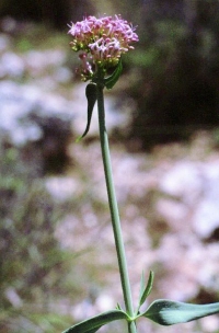 Centranthus lecoqii