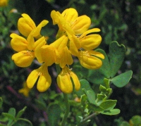 Coronilla glauca subsp. valentina