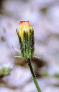 Crepis oporinoides
