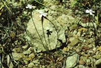 Dianthus charidemi