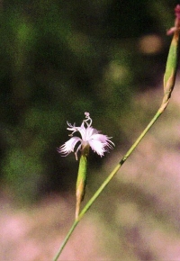 Dianthus subbaeticus