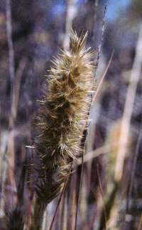 Enneapogon persicus