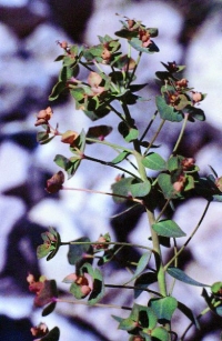 Euphorbia nevadensis