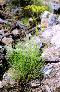 Ferulago ternatifolia
