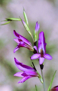 Gladiolus illyricus