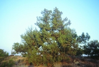 Juniperus oxycedrus subsp. badia