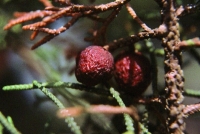 Juniperus turbinata