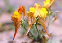 Linaria depauperata subsp. hegelmaieri