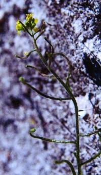 Lycocarpus fugax