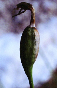 Narcissus nevadensis subsp. enemeritoi