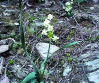 Narcissus tortifolius