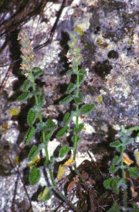 Nepeta mallophora subsp. microglandulosa