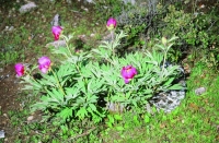 Paeonia officinalis subsp. microcarpa