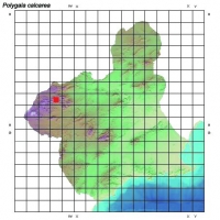 Distribución de Polygala calcarea en la Región de Murcia