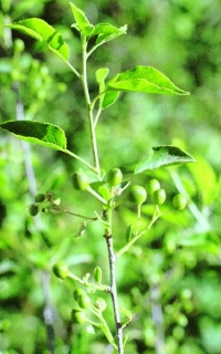 Prunus prostrata