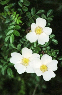 Rosa pimpinellifolia subsp. myriacantha