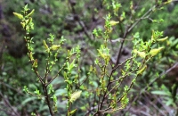 Salix pedicellata
