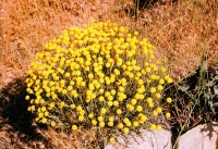 Santolina chamaecyparissus subsp. squarrosa