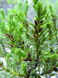 Thymelaea tinctoria subsp. tinctoria