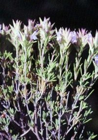 Thymus funkii subsp. burilloi