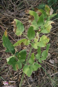 Opopanax chironum