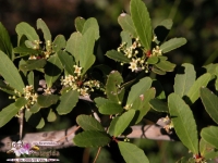 Maytenus senegalensis subsp. europaea