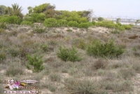 Sabinar de sabina de dunas