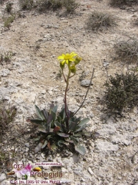 Senecio auricula subsp. auricula