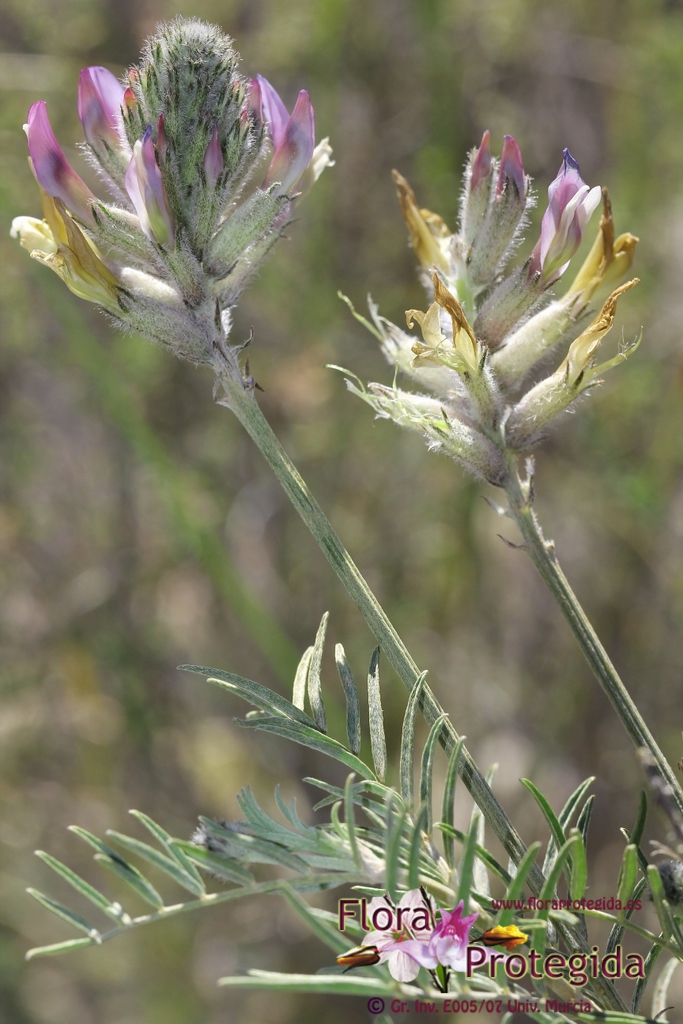 Astragalus hispanicus