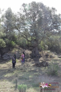 Labores de limpieza y acondicionamiento de un árbol monumental: Acebuche de la Cuesta del Yesar (Socovos)