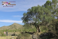 Labores de limpieza y acondicionamiento de un árbol monumental: Acebuche de la Cuesta del Yesar (Socovos)
