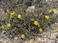 Helianthemum motae: Descrita una nueva especie en el sureste español