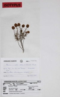 Fotografias de pliegos de especies emblemáticas de la colección SURESTE (Herbario MUB)